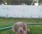 weimaraner til salgs