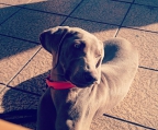 weimaraner til salgs