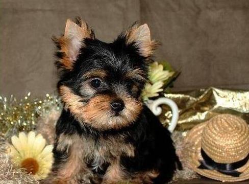 REGALO CACHORROS DE YORKKPSHIRE TERRIER.