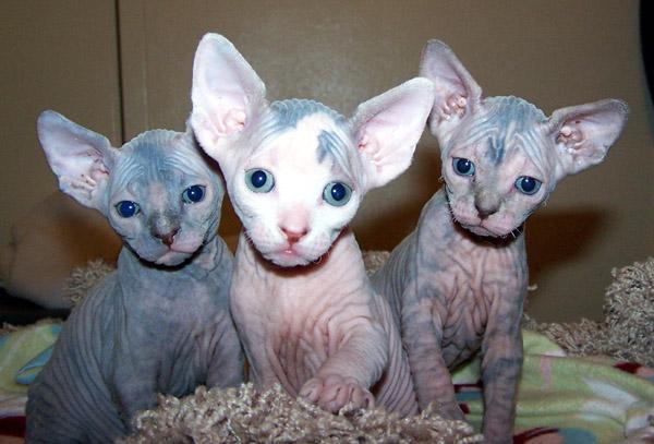 gatos sphynx 2gatitos son machos y una embra