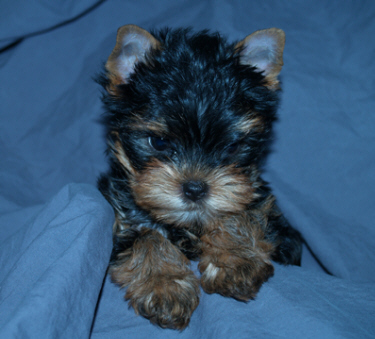 Regalo:Yorki cachorros para navidad vacaciones