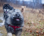 kennel Norge Keeshond