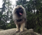 3 valper til salgs Keeshond