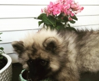 Norge Keeshond