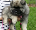 Keeshond Valper