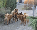 valper til salgs eurasier