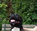 valper til salgs staffordshire bull terrier