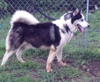 valper Alaskan malamute preis