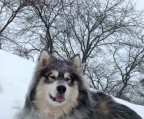 Kennel Alaskan malamute 