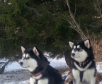 valp salg Alaskan malamute 