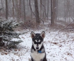 par valper Alaskan malamute 