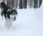 kjøpe valper Alaskan malamute 