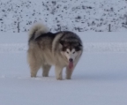 valper til salgs malamute 