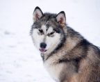 Preis valp Alaskan malamute 