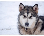 Alaskan Malamute i Norge