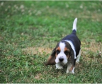 oppdretter basset hound