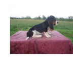 kennel basset hound i NOrge