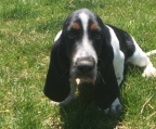 basset hound hunder