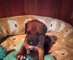 Rhodesian Ridgeback valper til salgs