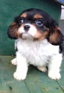 Jeg ønsker å kjøpe en Cavalier King Charles Spaniel valp for kr. 30 000 født den 15. august 2023.