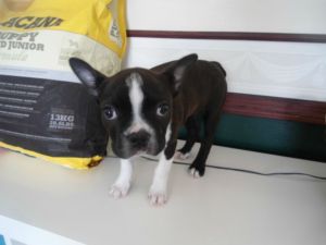 Beautiful Boston Terrier Puppy