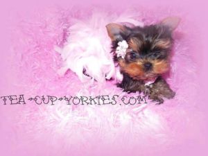  Teacup yorkie