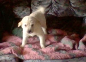 FEMALE AMERICAN ESKIMO X SHAR-PEI PUPPIES