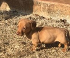 Dachshund valper til salgs norge