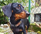 Dachshund valper til salgs norge
