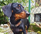 Dachshund valper til salgs norge