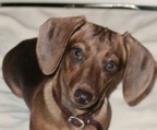 Dachshund valper til salgs norge