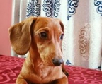 Dachshund valper til salgs norge