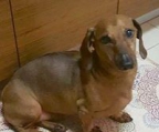 Dachshund valper til salgs norge