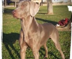 weimaraner valper til salgs norge