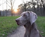 weimaraner valper til salgs norge