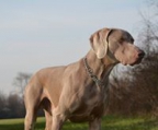 weimaraner valper til salgs norge