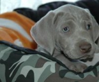 weimaraner valper til salgs norge