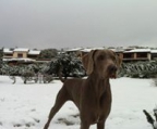 weimaraner valper til salgs norge