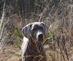 weimaraner valper til salgs norge