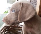 weimaraner valper til salgs norge