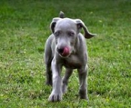 weimaraner valper til salgs norge