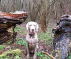 weimaraner valper til salgs norge