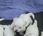  Coton De Tulear Valper