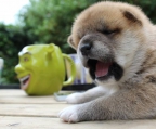 valper Shiba Inu til salgs