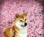 valper Shiba Inu til salgs