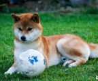 valper Shiba Inu til salgs