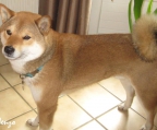 valper Shiba Inu til salgs