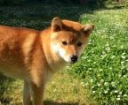 valper Shiba Inu til salgs