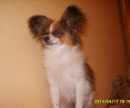 Papillon, 3 valper salg