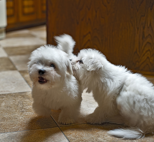 Coton de Tulear valper søker nytt hjem 4000Kr.